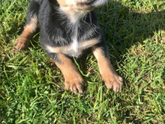Kookie x Kelpie 