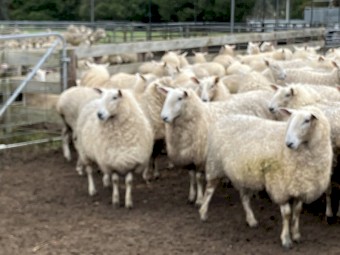 Border Leicester ewes