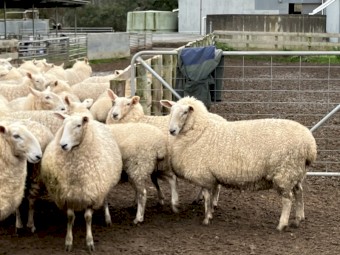 Border Leicester ewes
