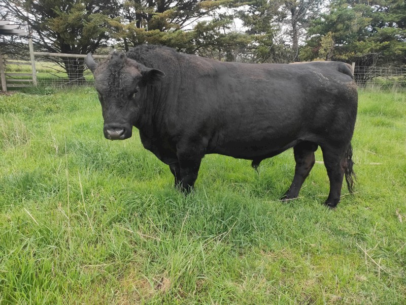 Angus Bull