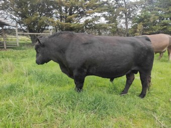 Angus Bull