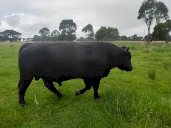 Angus Bull