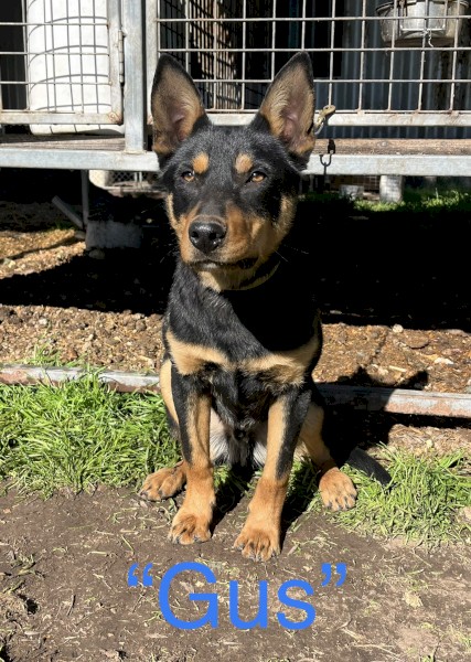 Kelpie Dog 