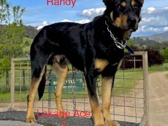 Kelpie Dog 