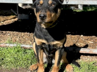 Kelpie Dog 
