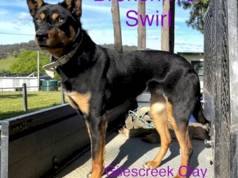 Kelpie Dog 