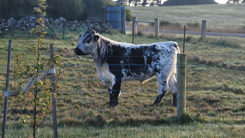 Speckle park bull