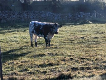 Speckle park bull
