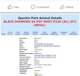 Speckle park bull