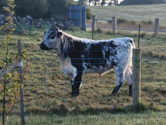 Speckle park bull
