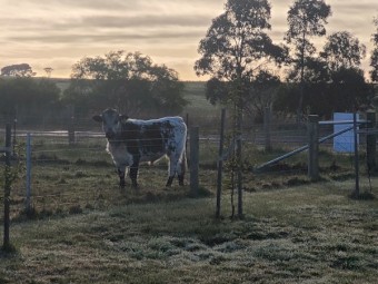 Speckle park bull