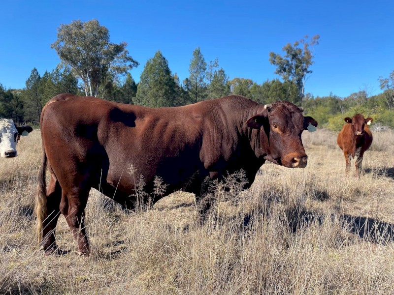 Santa Bull for sale 