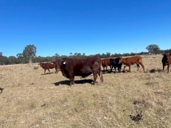 Santa Bull for sale 