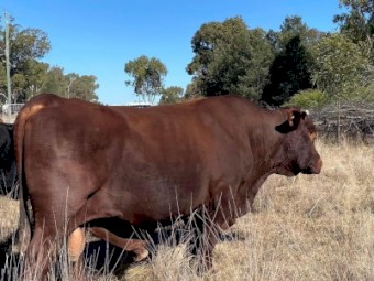 Santa Bull for sale 