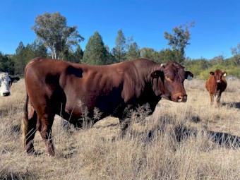 Santa Bull for sale 