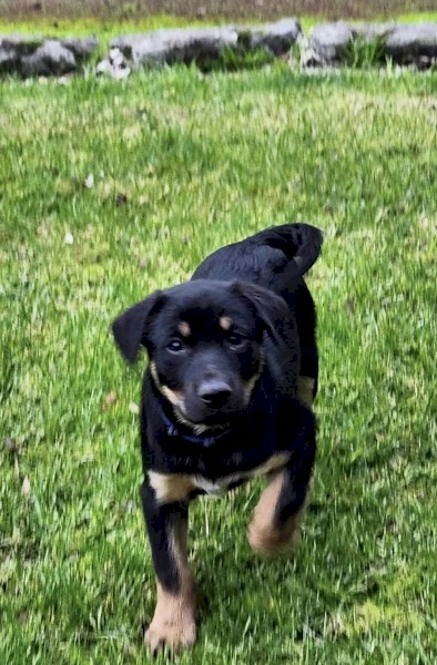 Pure Kelpie pups 