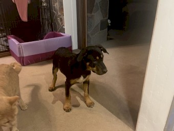 Pure Kelpie pups 