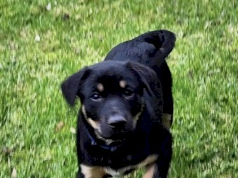 Pure Kelpie pups 