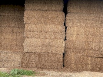 120mt Vetch Hay 565kg 8x4x3 Bales