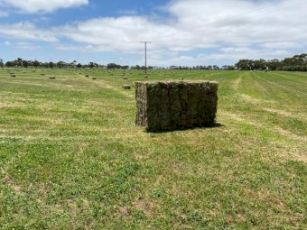 Lucerne Hay Small Squares