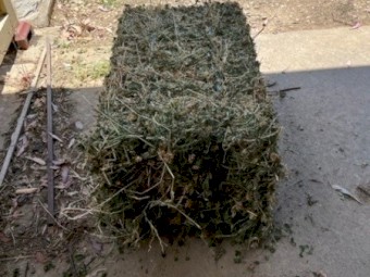 Lucerne Hay Small Squares