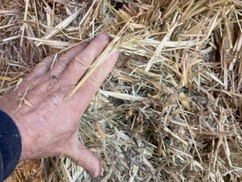 Oaten Hay 2022