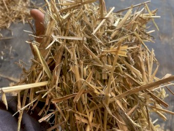 Oaten Hay 2022