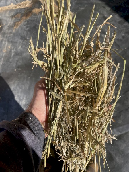 Barley & Vetch Hay 2022