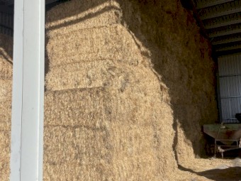Barley & Vetch Hay 2022