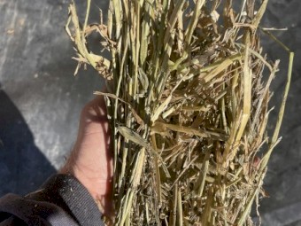 Barley & Vetch Hay 2022