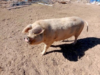 Big Sows for Sale