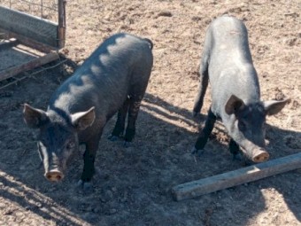 3 BerkshirexTamworth Sows for Sale