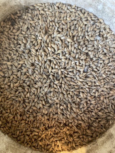 Feed 2 Barley