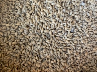 Feed 2 Barley