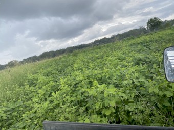 Cow peas  silage