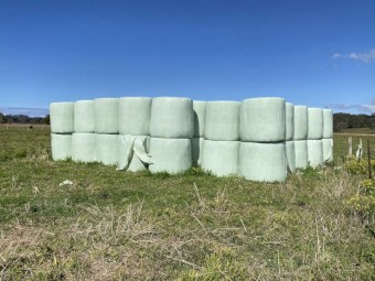 Cow peas  silage