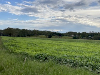 Cow peas  silage