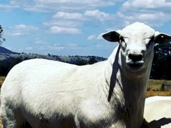 Australian White Flock Ram