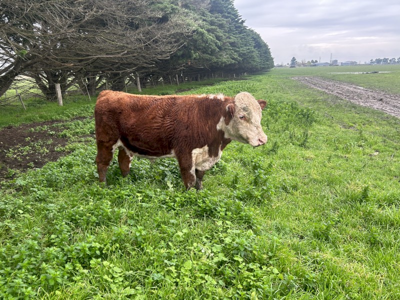 Poll Hereford bulls 