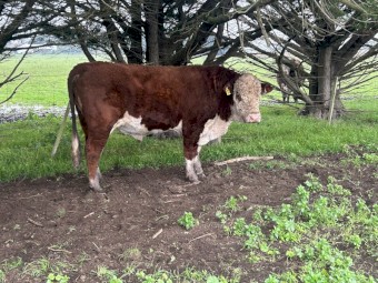 Poll Hereford bulls 