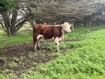Poll Hereford bulls 