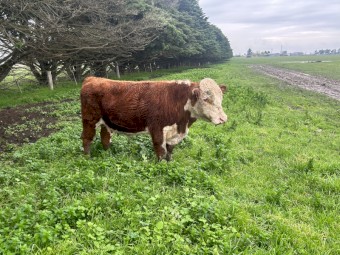 Poll Hereford bulls 