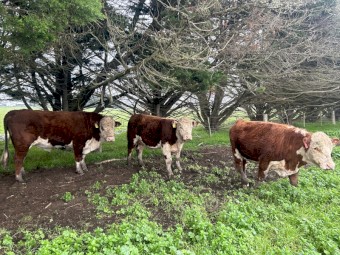 Poll Hereford bulls 