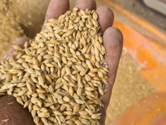 Planet Barley
