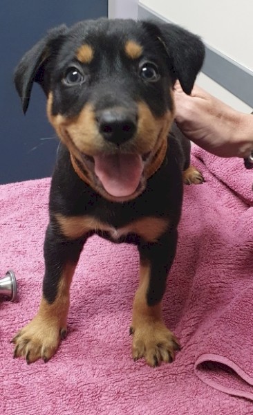 Kelpie Pups