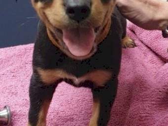 Kelpie Pups