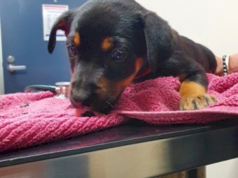 Kelpie Pups