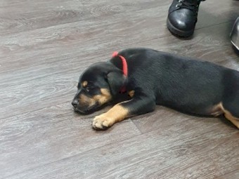 Kelpie Pups