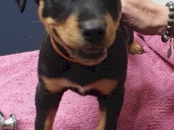 Kelpie Pups