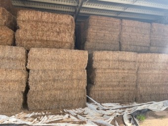 2022 Vetch Hay (500) bales